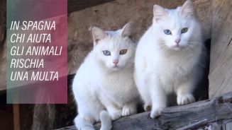 Se aiuti un animale in Spagna rischi una multa