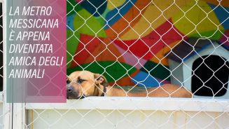 Cani in metropolitana: in Messico c'è una bella novità