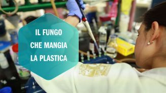La plastica ci sommerge… e ora un fungo se la mangerà